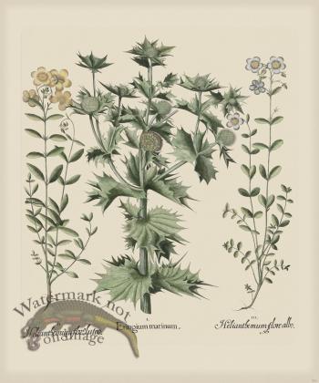 Besler 282 Colored  B2